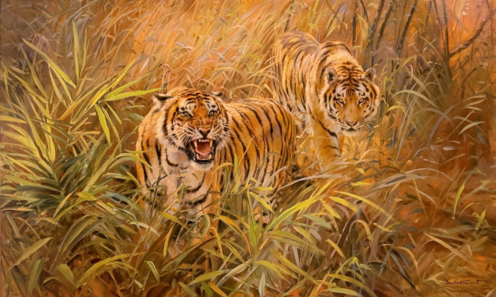 Two tigers